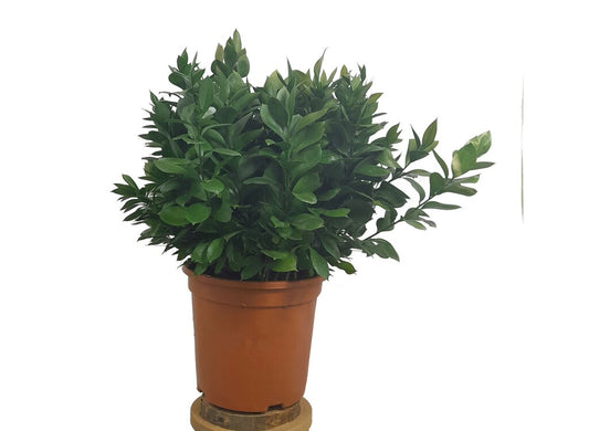 Ruscus Hypoglossum M24 50cm (laurelillo)