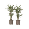 Drácena - 2 Pzs - Dracaena Deremensis 'white Stripe' - Altura 60-70cm - ⌀17cm