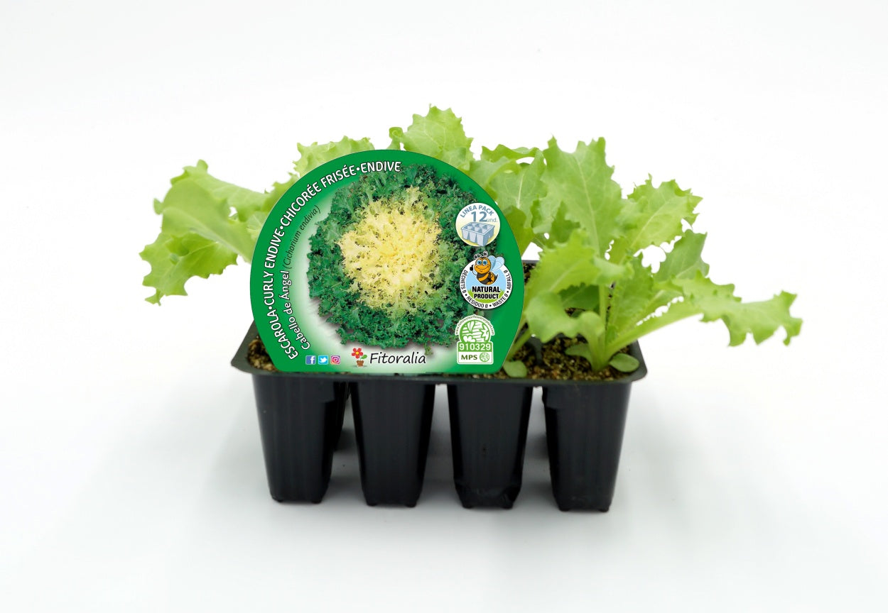 Pack Plantones Escarola 12 Ud. Natural - Fitoralia