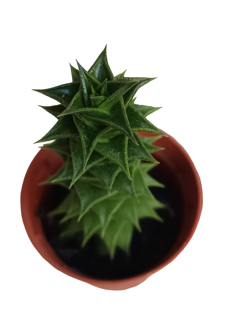 Astroloba Foliosa Planta Suculenta Ø5