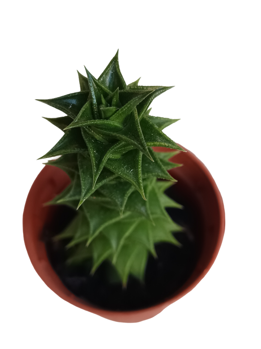 Astroloba Foliosa Planta Suculenta Ø5