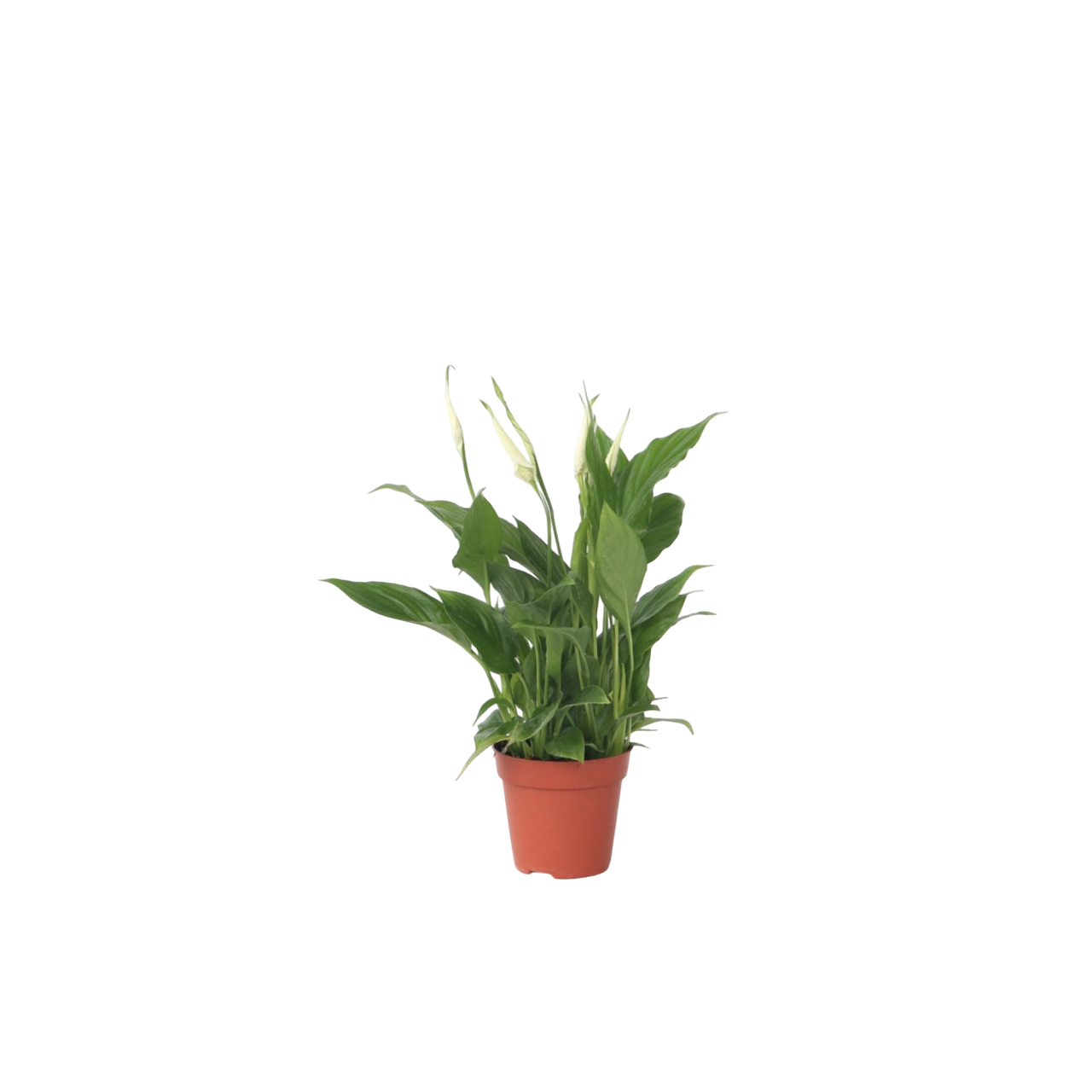 Lirio De La Paz - Spathiphyllum 'torelli' - Altura 30-45cm - ⌀12cm