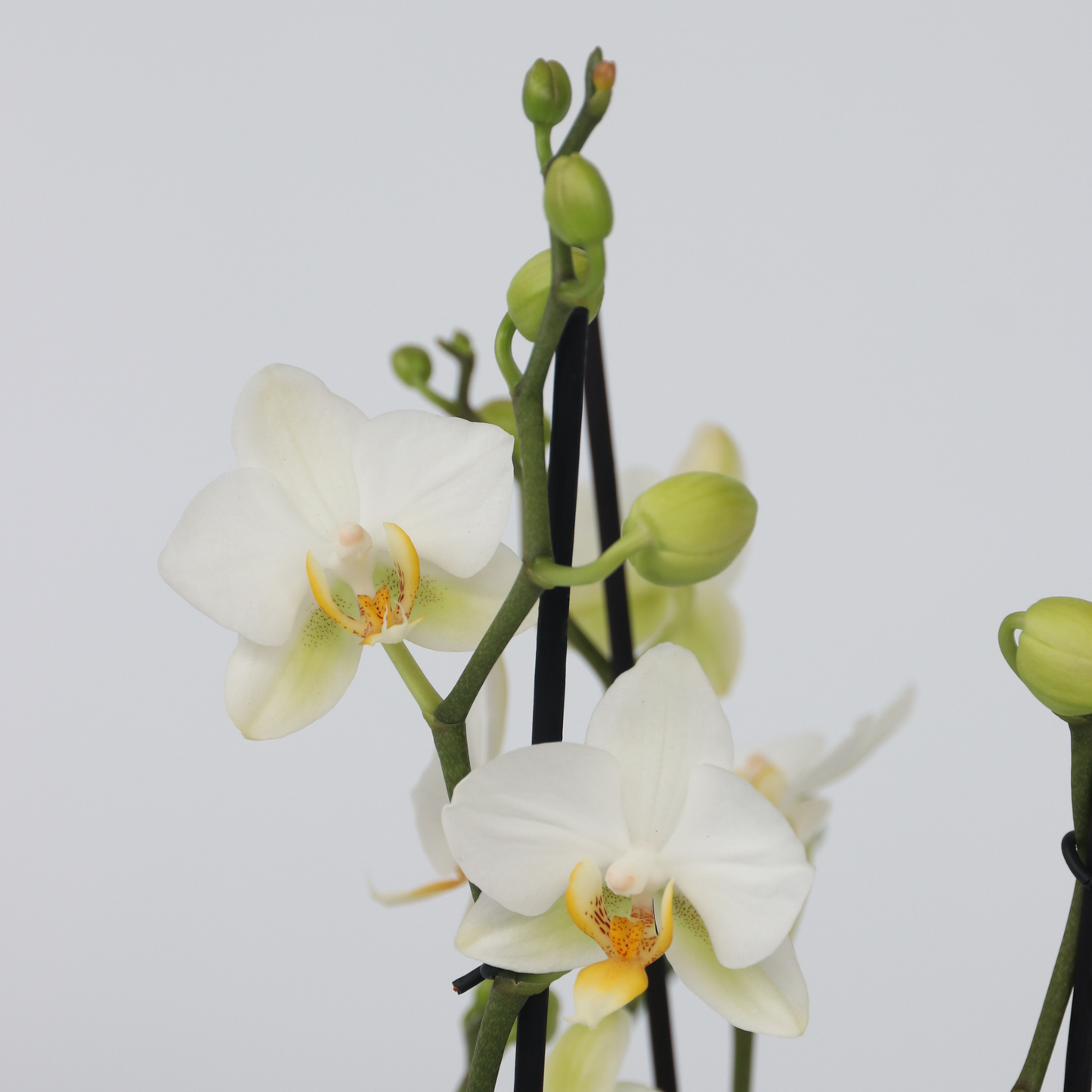 Orqídea Phalaenopsis - Phalaenopsis Multiflora - Altura 35-45cm - ⌀12cm