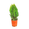 Thuja Aurea Nana M24