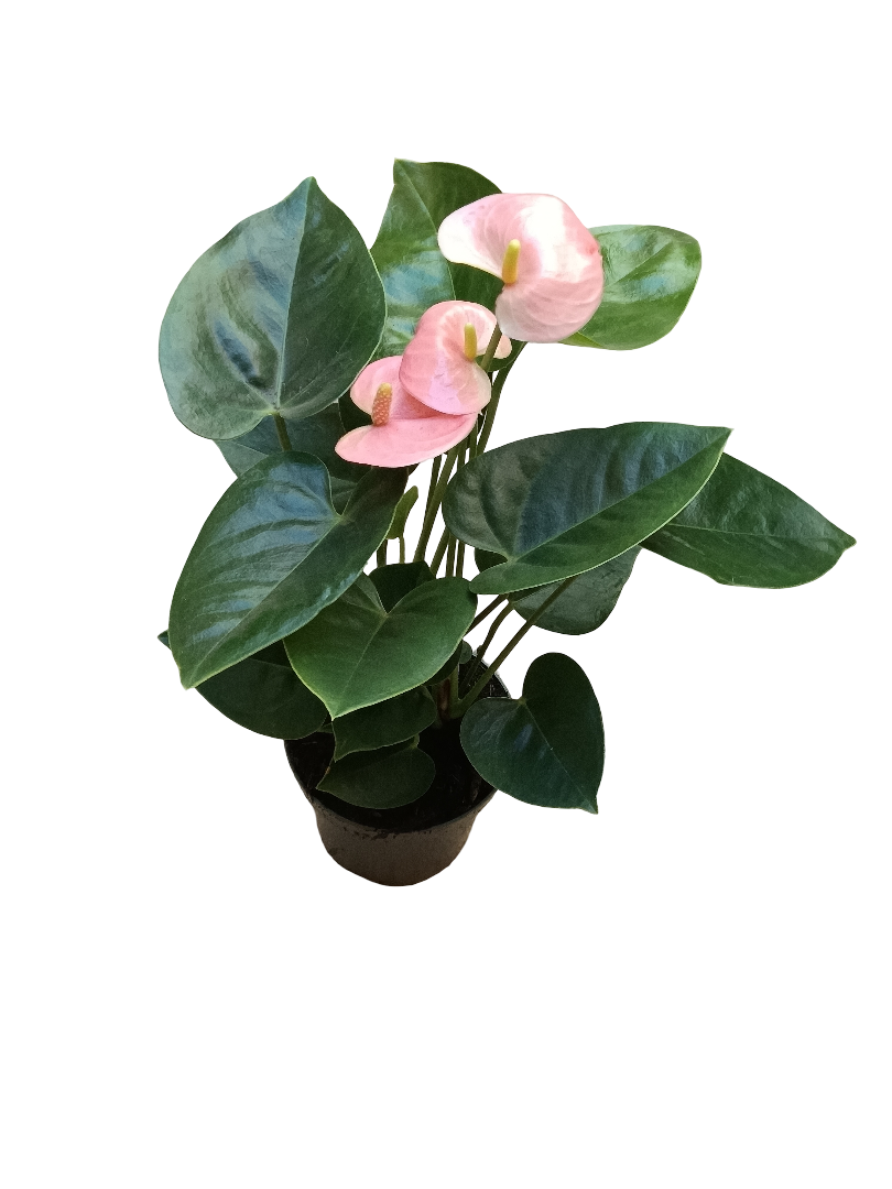 Anthurium Flor Rosa Planta De Interior Ø9 Cm_0