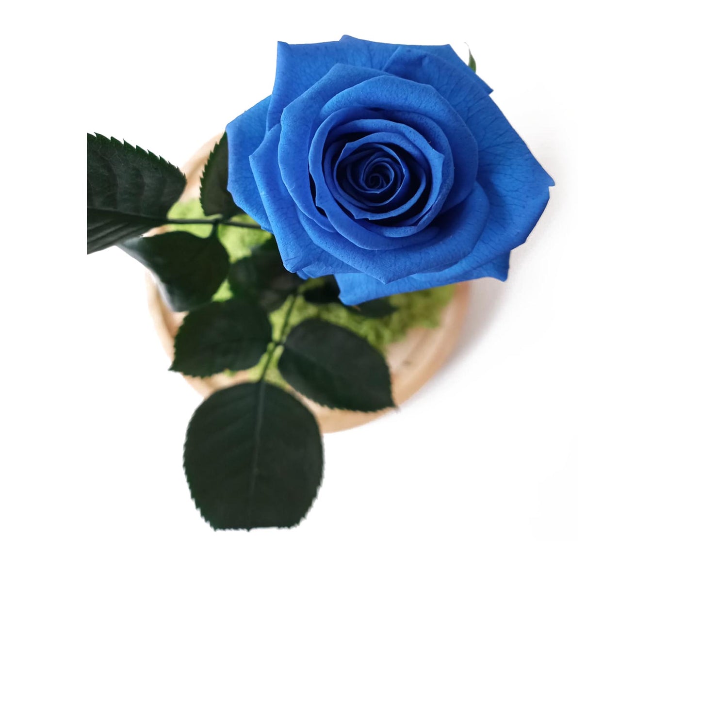 Rosa Eterna – B&b Azul_1