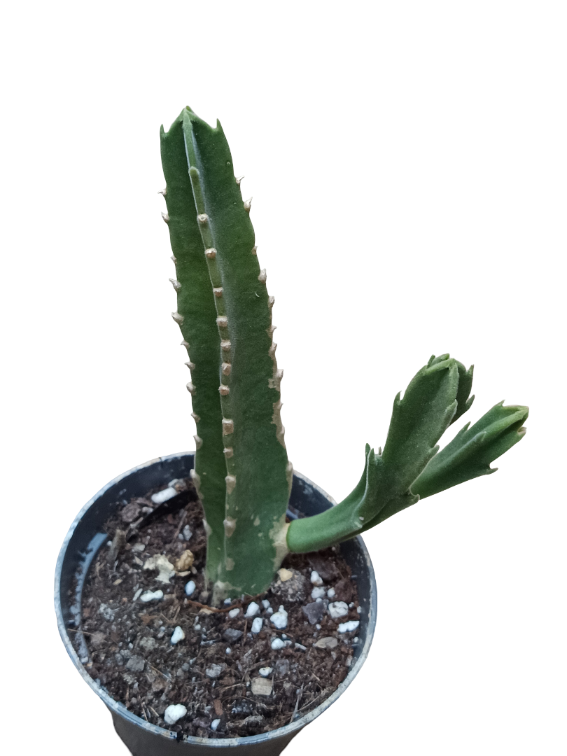 Stapelia Gigantea Planta Suculenta Ø8