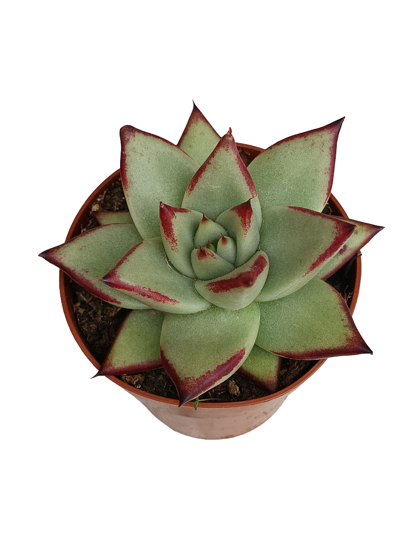 Echeveria Ebony Planta Suculenta Ø8