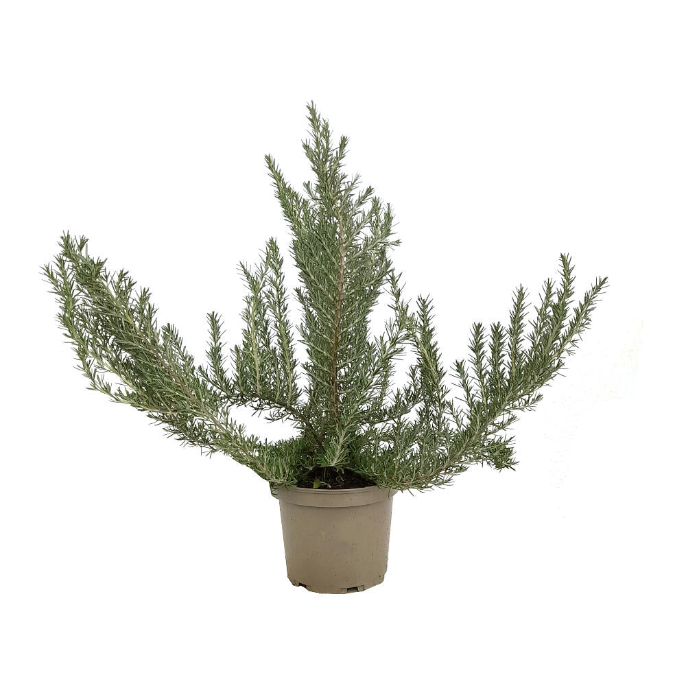 Romero Officinalis M20 45cm_0