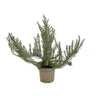 Romero Officinalis M20 45cm