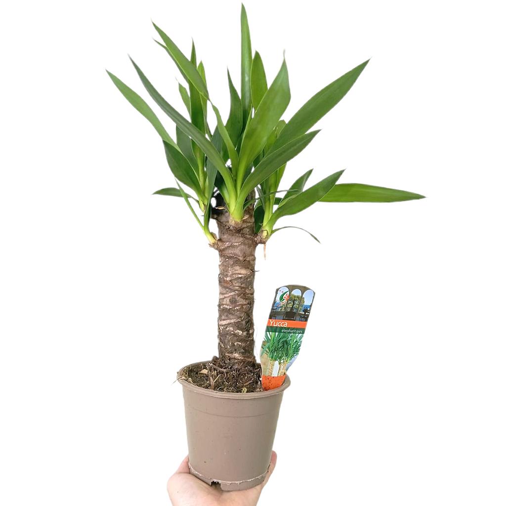 Yucca Elephantipes M12_0