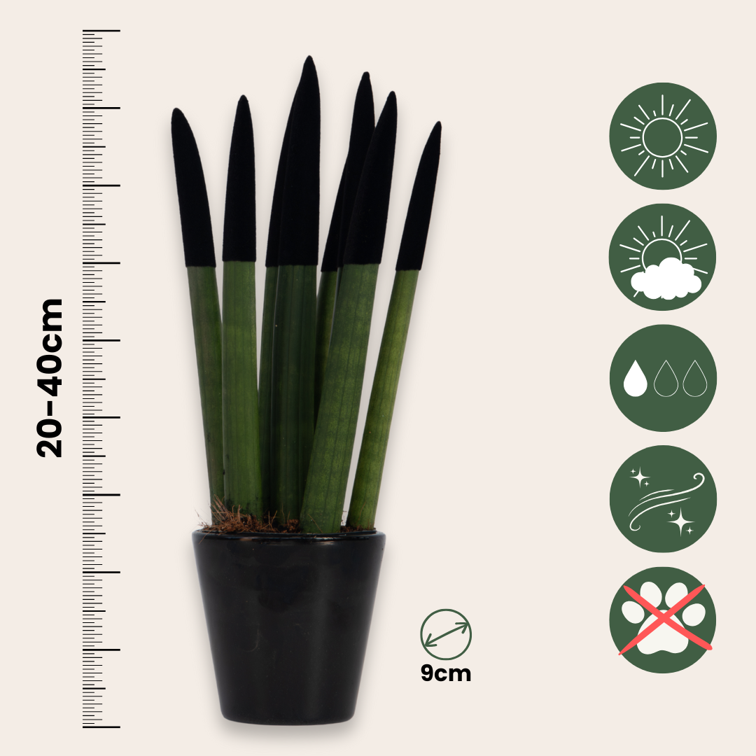 Lengua De Suegra Cilíndrica - Sansevieria Cylindrica - Altura 20-40cm - ⌀9cm