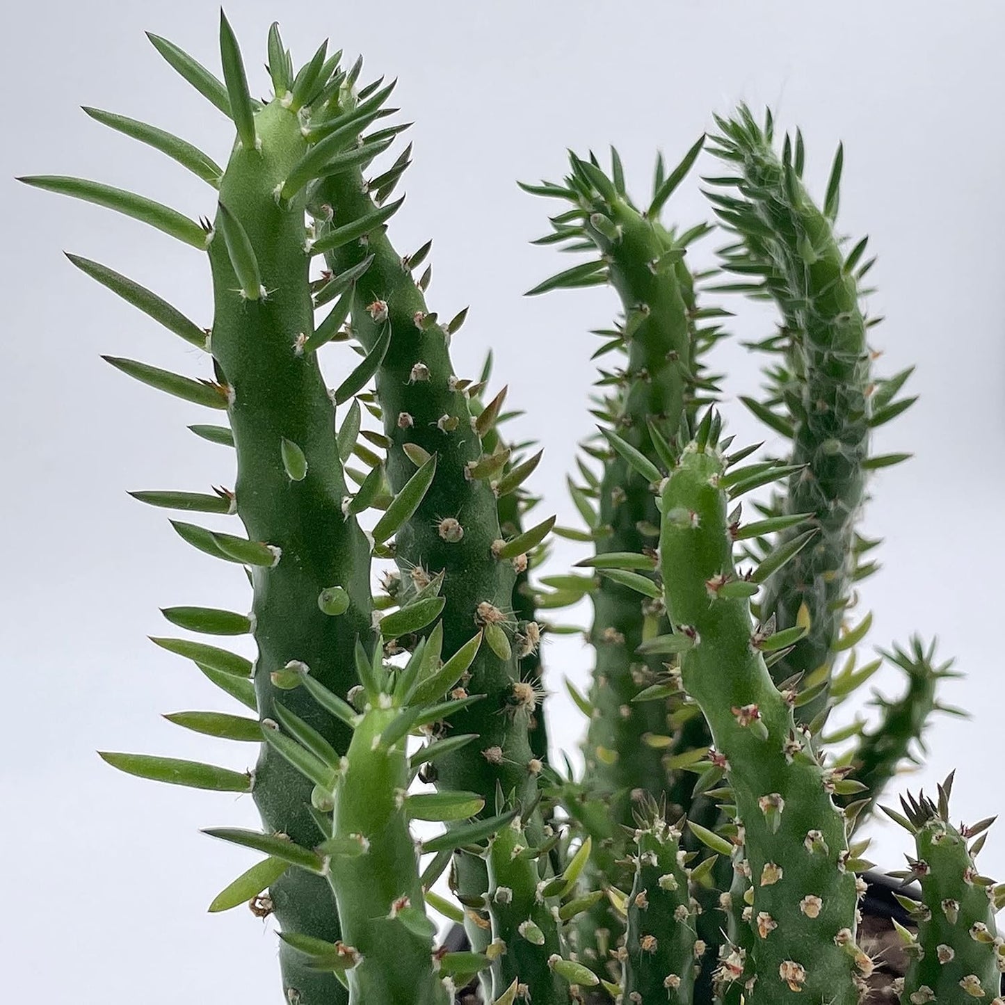Cactus Alfiler De Eva, Maceta De 24 Cm._3