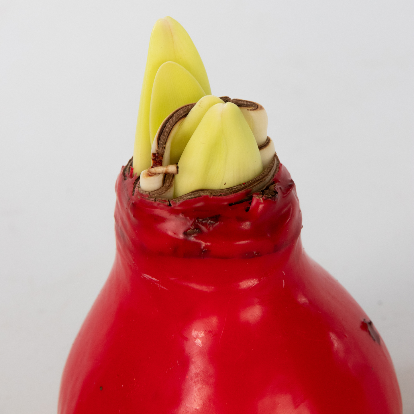 Amarilis - Hippeastrum 'wax Mix Red White' - Bulbo De Flor - Rojo