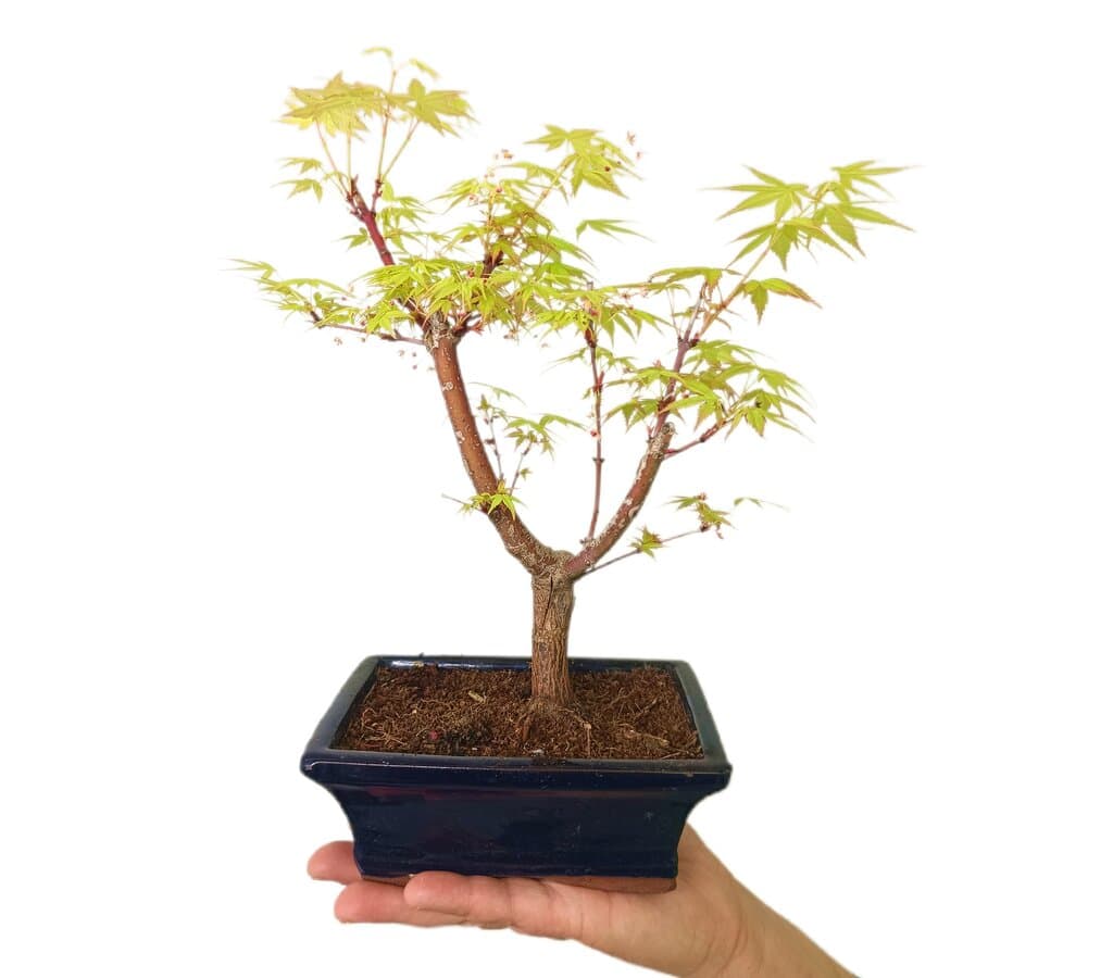 Bonsai Acer Palmatum Atroppurpureum 6 Años_3