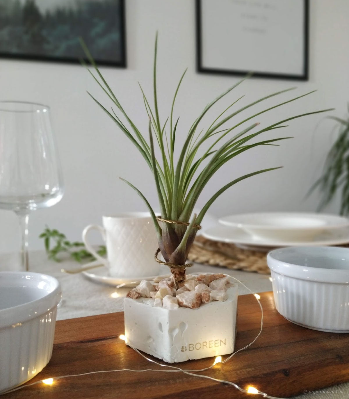 Planta De Aire Tillandsia Tricolor Con Hexágono De Cemento Y Piedras Rosadas_1