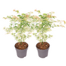 Arce Japonés - 2 Pzs - Acer Palmatum 'ukigumo' - Altura 50-60cm - ⌀19cm