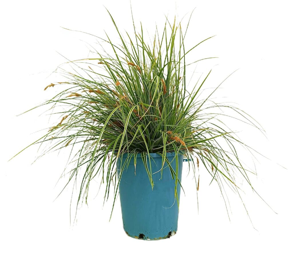 Carex Oshimensis Everest M22 60-80cm_0