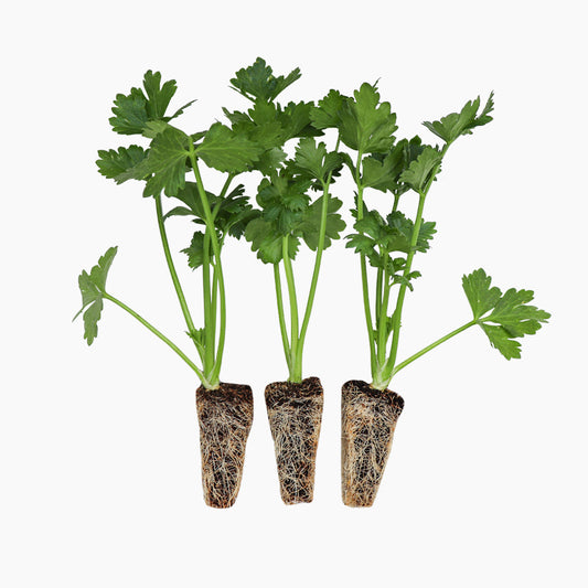 Plantón Apio Nabo - Plantabo.