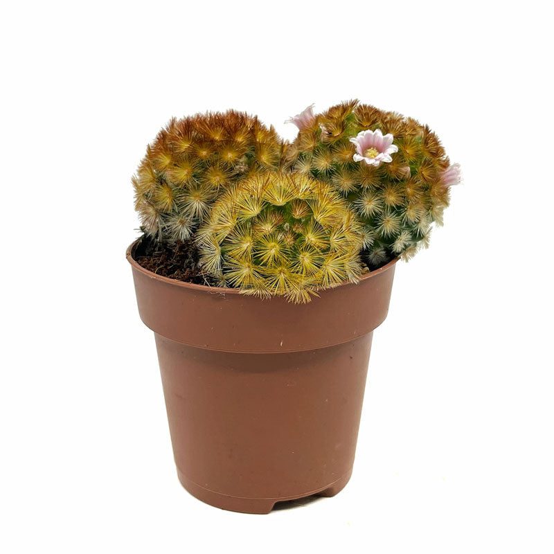 Mammillaria Carmenae Var. Rubrispina Cactus Y Suculentas