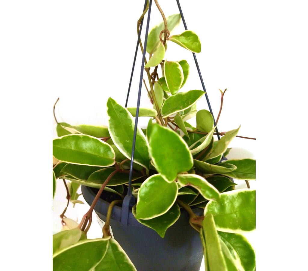 Hoya Carnosa Variegata M20