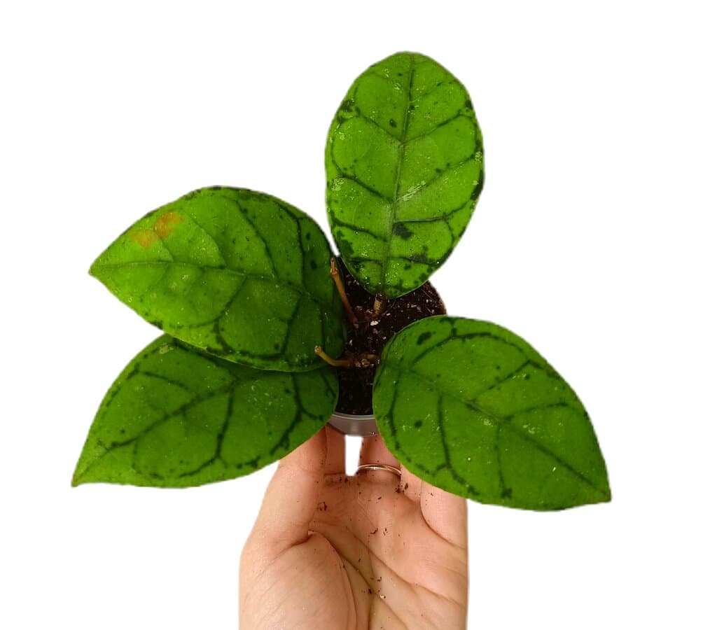 Hoya Callistophylla M6_0