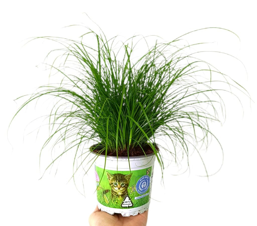Cyperus Zumula M12 (hierba De Gato)_0