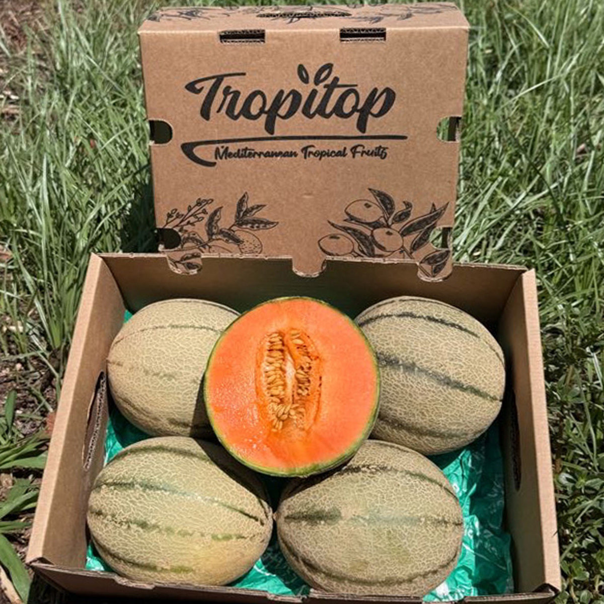 Caja De Melón Cantalupo Tropitop Caja De 2 Unidades (aprox. 3 Kg)_4