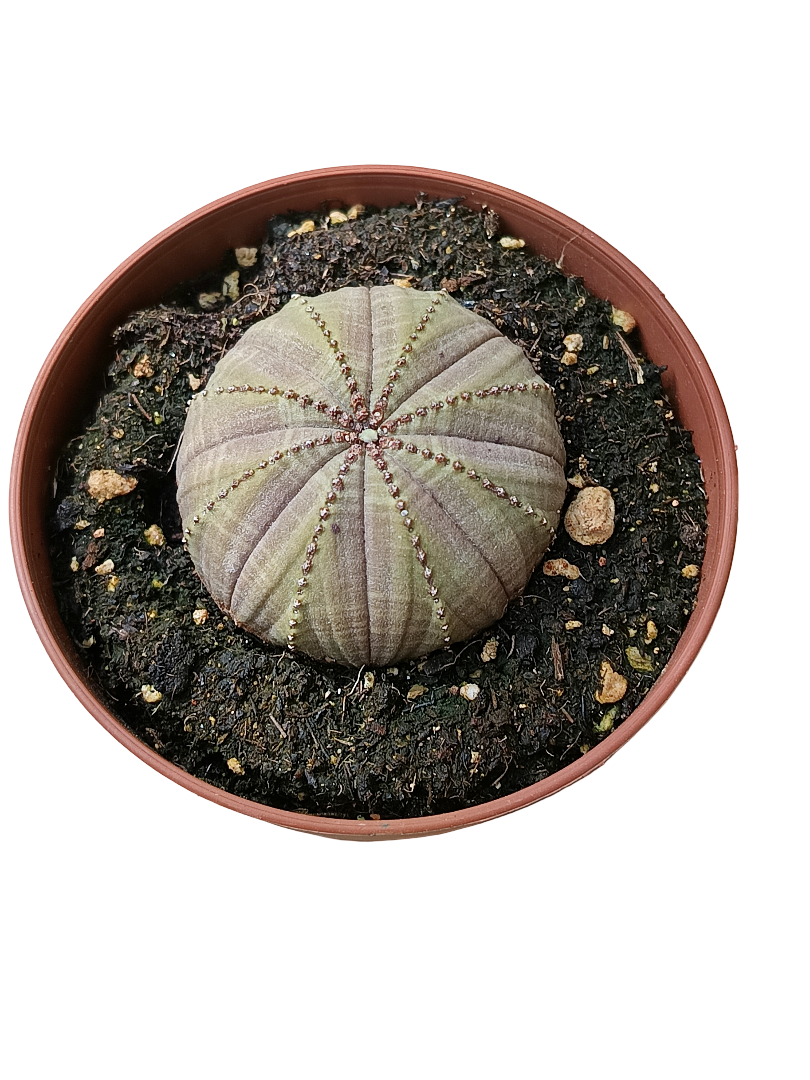 Euphorbia Obesa Planta Suculenta Ø8