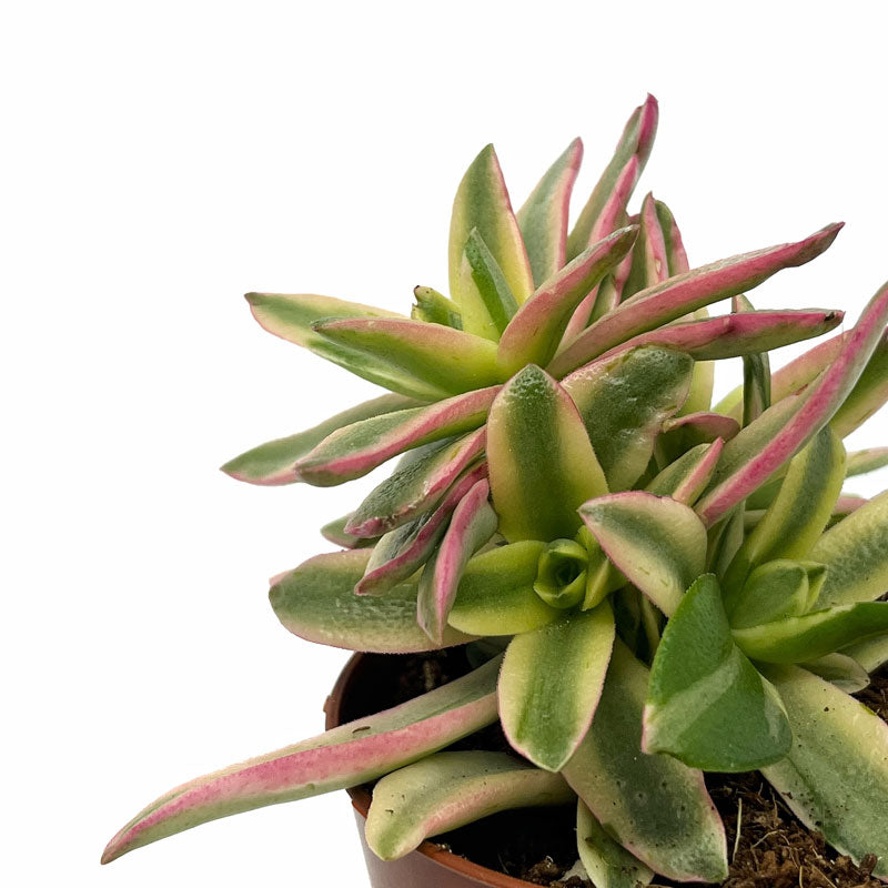 Crassula Capitella 'campfire' Variegata Cactus Y Suculentas