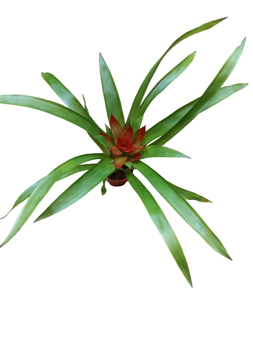 Guzmania Mini Flor Naranja Planta Bromelia Ø5 Cm