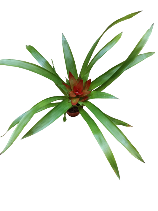 Guzmania Mini Flor Naranja Planta Bromelia Ø5 Cm