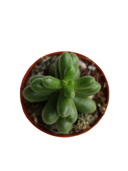 Sedum rubrotinctum planta suculenta colgante de sol Ø5