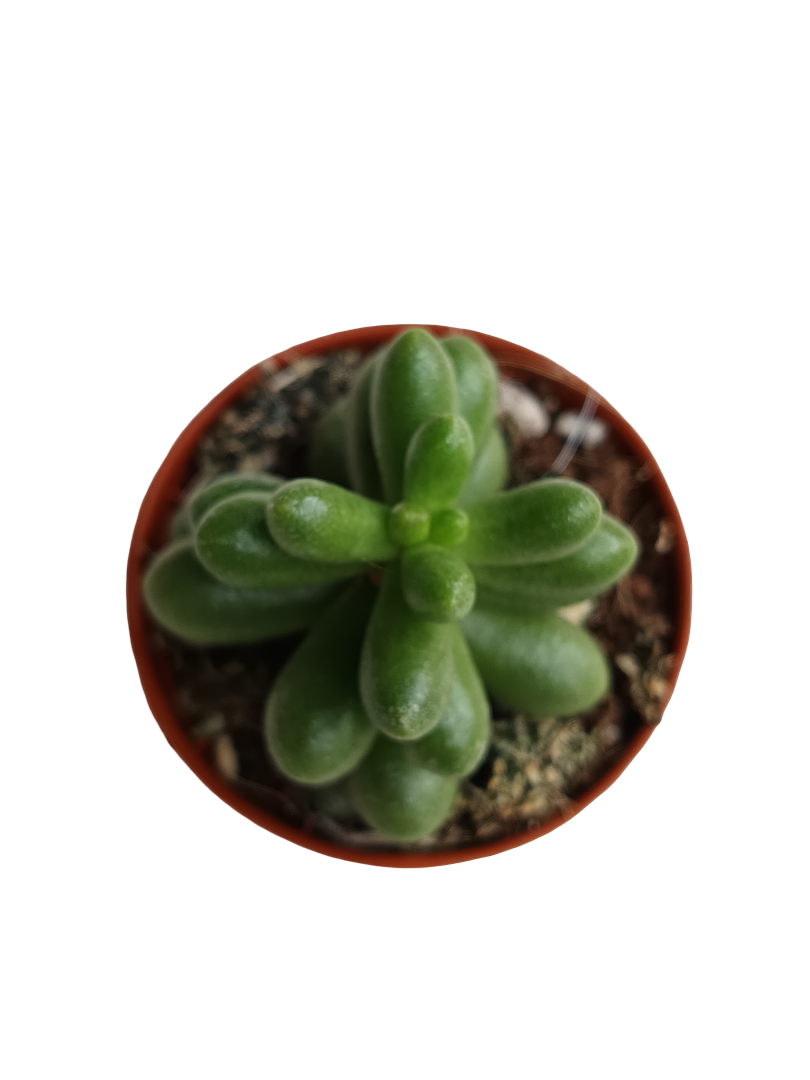 Sedum rubrotinctum planta suculenta colgante de sol Ø5