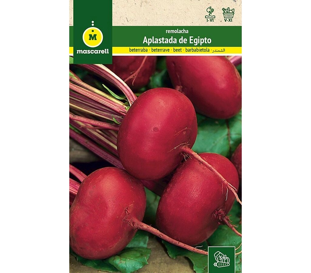 Semillas Remolachita De Mesa Plato De Egipto_0