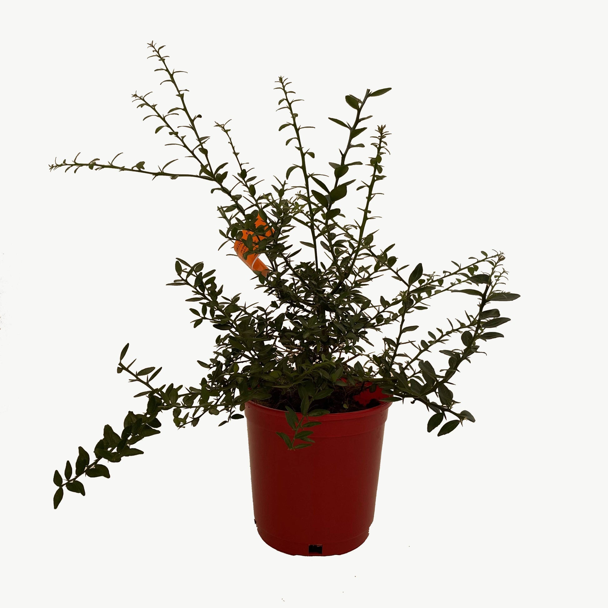 Caviar Cítrico Rojo - Maceta 17cm. - Forma Arbustiva Altura Aprox. 35cm.