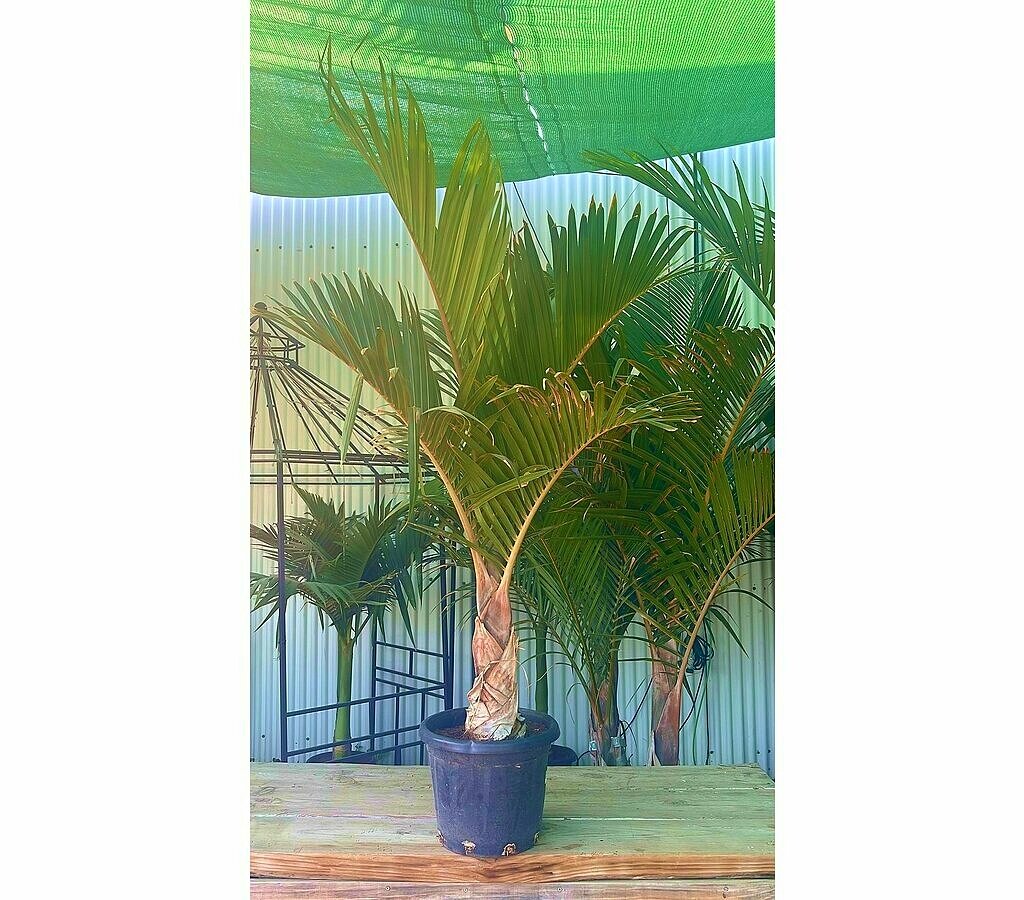 Mascarena Verschaffeltii M37 120-140cm