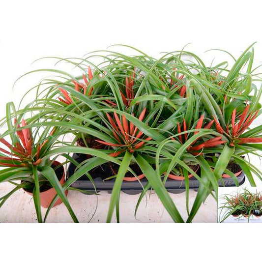 Tillandsia Flabellata Planta De Inteiro Ø9