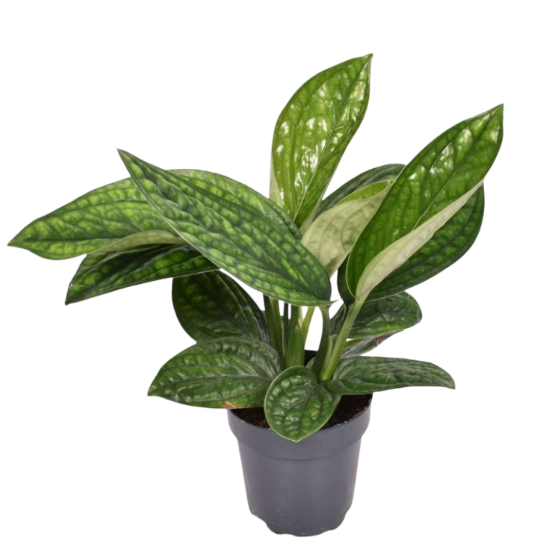 Epipremnum Marble Planet Pothos Planta De Interior Ø12 Colgante