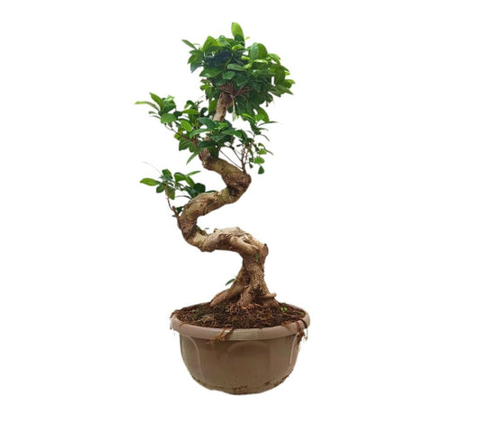 Bonsai Ficus Shape T30 60cm