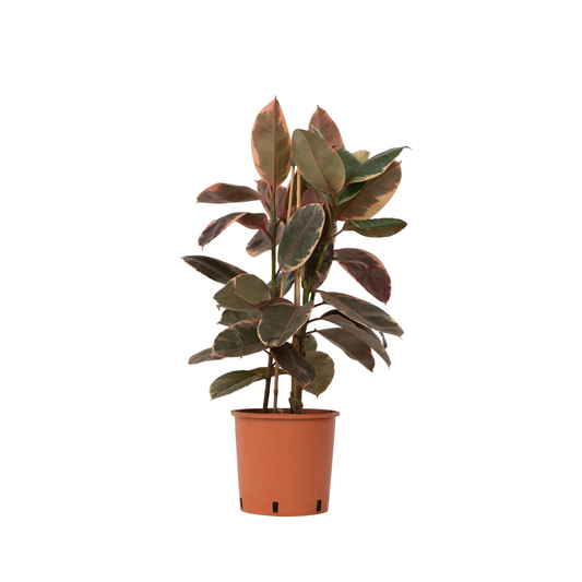 Higuera Cauchera - Ficus Elastica 'belize' - Altura 75-100cm - ⌀24cm