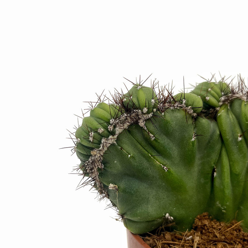 Cereus Peruvianus Monstruoso Crestata Cactus Y Suculentas M8,5 cm Ø_2