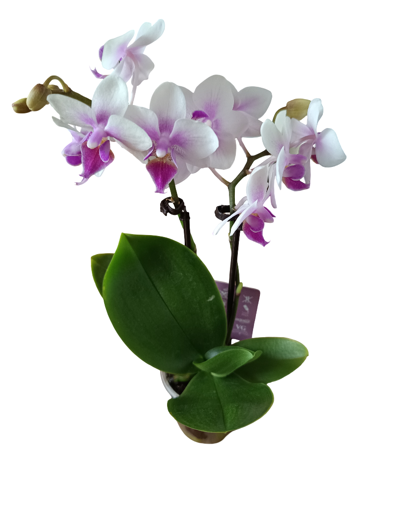 1 Mini Orquidea Surtida Ø6 Cms Altura Aprox 20 Cms - Sin Floracion Activa_1