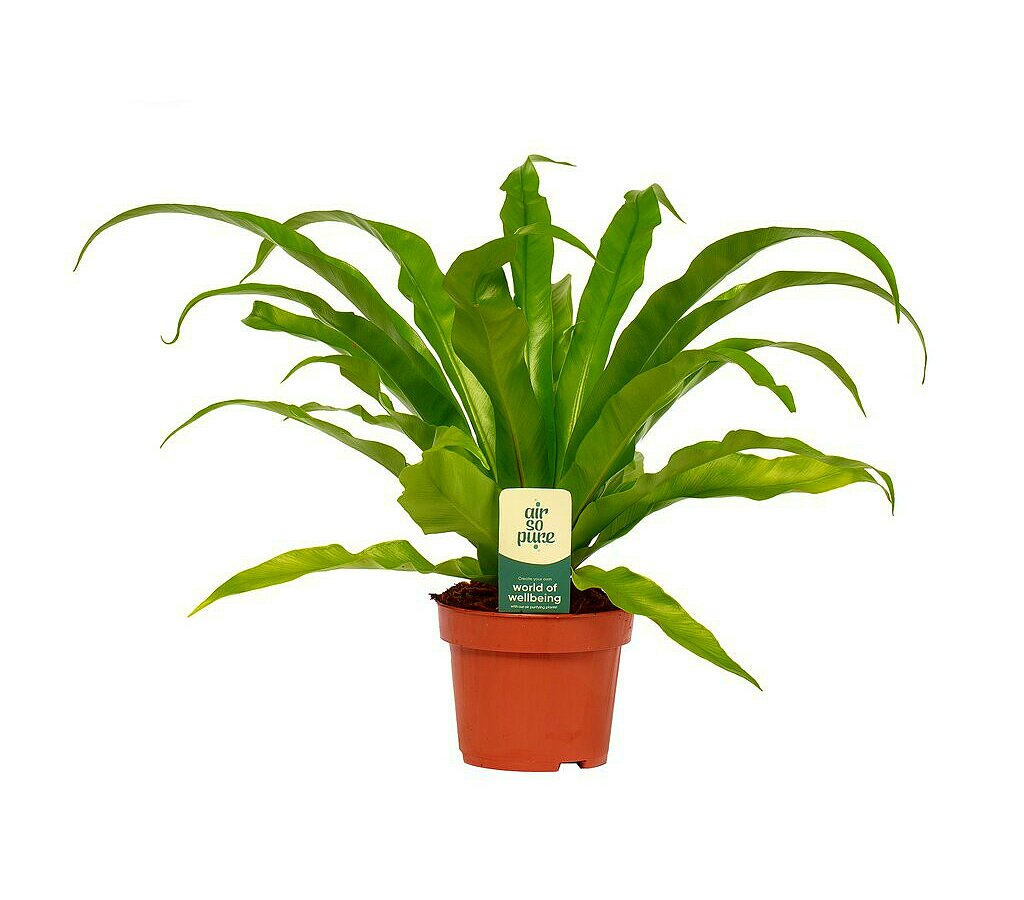 Asplenium Antiquum M12 30cm_0