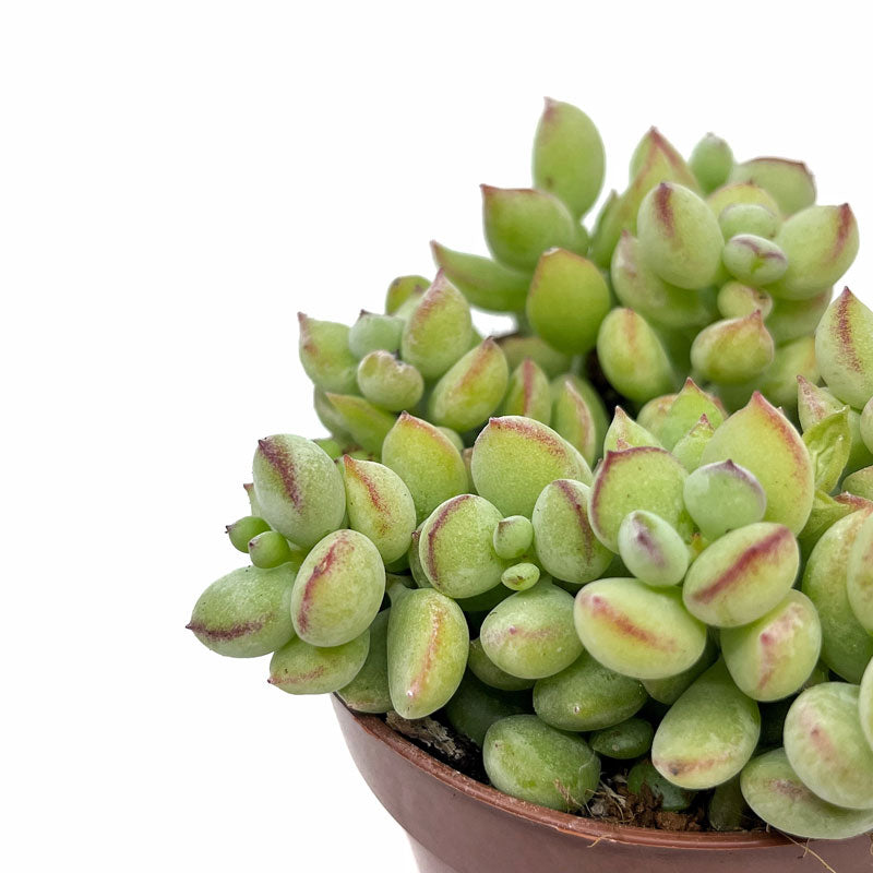 Cotyledon Pendens Cactus Y Suculentas M8,5 cm Ø_2