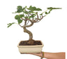 Bonsái Higuera 12 Años (ficus Carica)