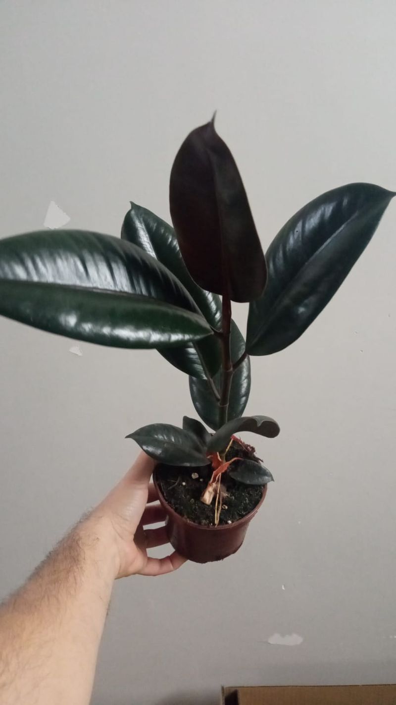 Ficus Abdijan Negro Planta Natural De Interior