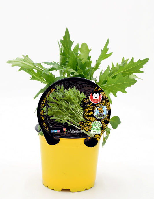 Plantón Mizuna Natural En Maceta 10,5 Cm. - Fitoralia