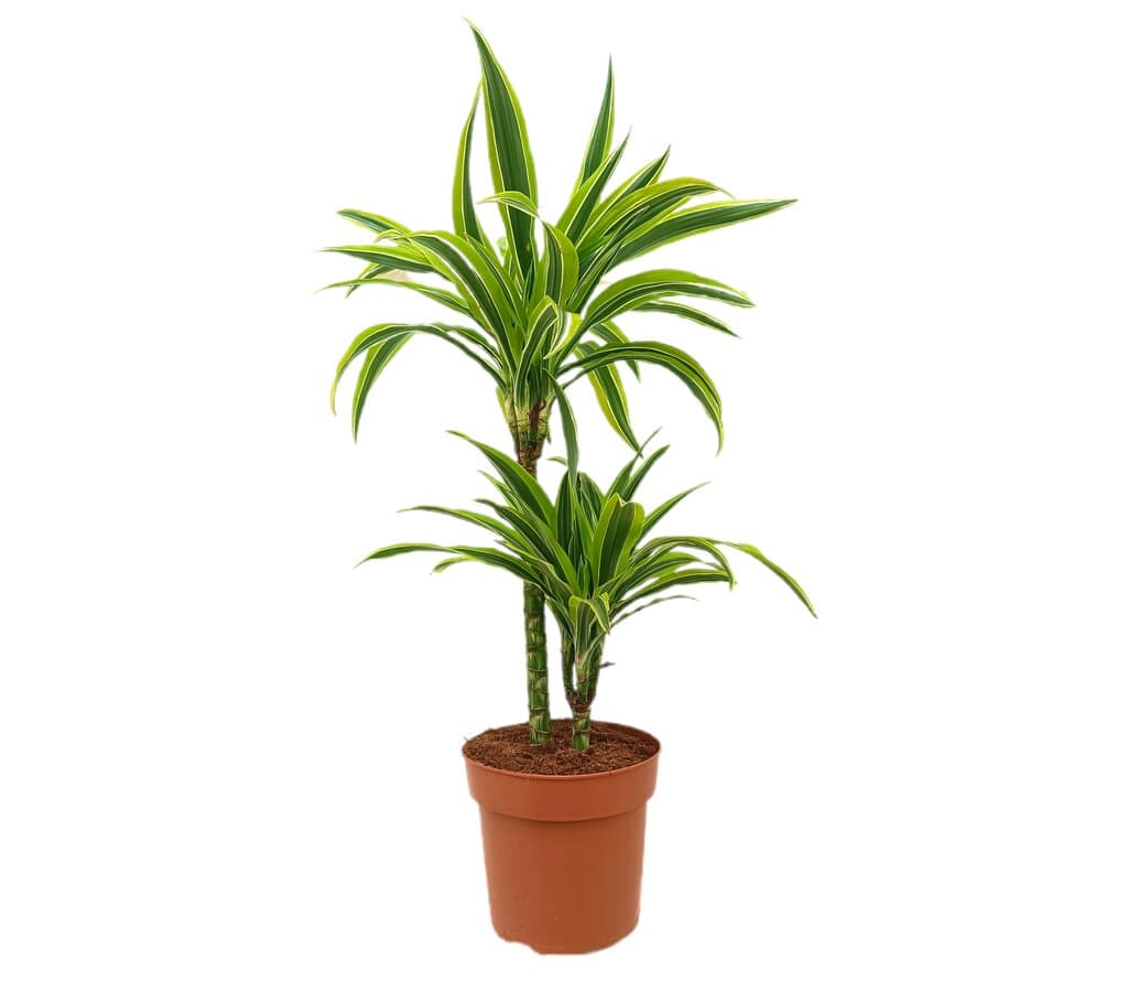 Dracena Lemon Line 45-15 M21