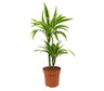 Dracena Lemon Line 45-15 M21